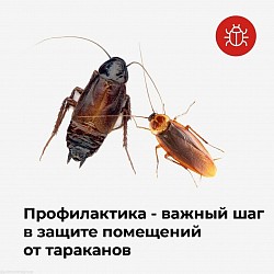 .Причины появления таких «Насекомых» разнообразны. Зачастую хозяева жилья или другого объекта, где они появились, совсем не виноваты в таком развитии событий. Например, тараканы могут перебираться из соседних помещений и квартир. Клопов могут случайно принести гости, не восприимчивые к их укусам и потому не знающие, что в их доме обитает такая живность.