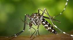 Уничтожение комаров Особенности Уничтожение комаров – это целый комплекс разных по объему и специфике работ. Наиболее эффективным методом борьбы с данными кровососущими насекомыми является обработка мест их выплода – водоемов и подвальных помещений.