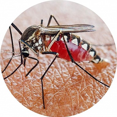 Profesyonel Sivrisinek İlaçlama Hizmeti