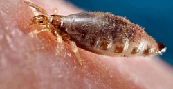 Pire ilaçlama hizmeti