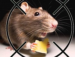 Fare ilaçlama hizmeti