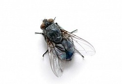 Дезинсекция мух Существует множество разных видов мух, и всех их связывает тот факт, что они противны, а иногда и опасны для человека. Некоторые мушки кровососущие, и они переносят огромное количество опасных инфекций.