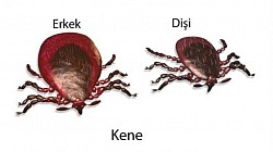 Gene ilaçlama xidmet garantili ilaçlama şirketi