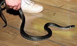 Professional yılan ilaçlama