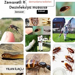 Dezinfeksiya