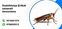 Birə və Qarışqa Dezinfeksiya Xidmətləri | Sanitariya və Təmizlik