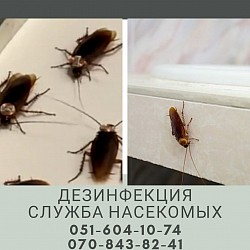 Тараканы