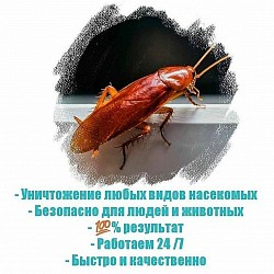 Тараканы имеют самый высокий рост доходов